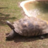 puglucasaa2